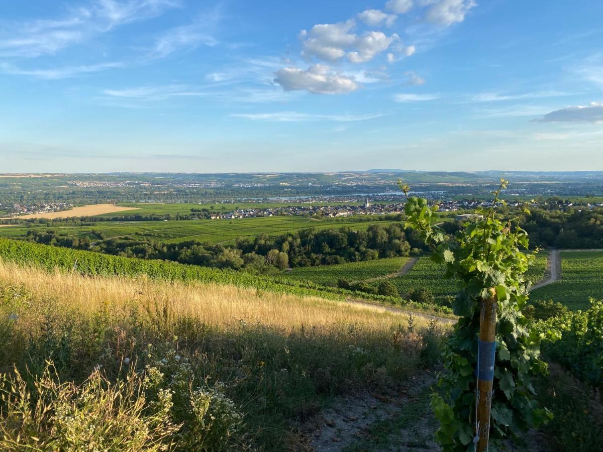 Balthasar Ress Guesthouse Am Rebhang Im Rheingau Oestrich-Winkel Zewnętrze zdjęcie
